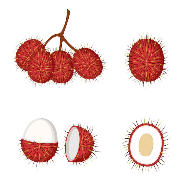 Vector ramboetan, heel fruit en de helft, vectorillustratie