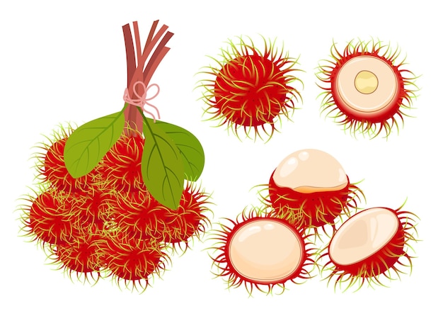 Vettore frutto di rambutan intero e rambutan semipellato