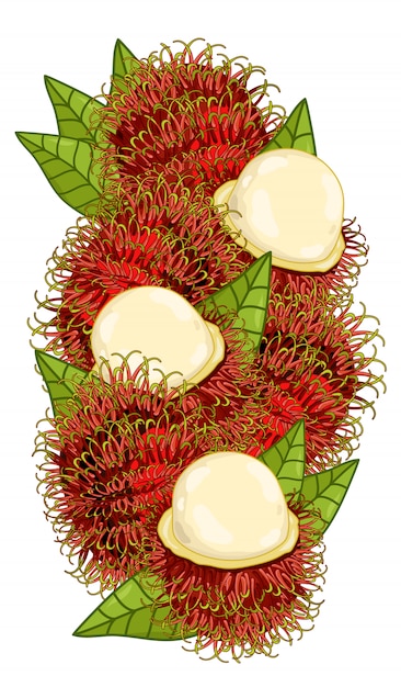 벡터 rambutan 화이트에 격리입니다.