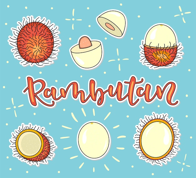 Rambutan Whole and pieces Vector stock illustration Colored fruit set