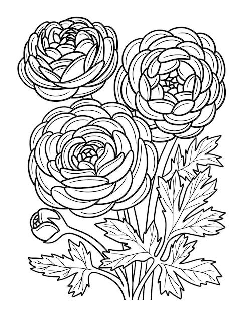 Ranunculus Flower Coloring Page for Adults