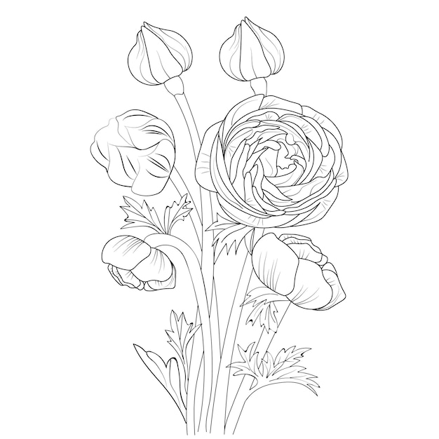 Ranunculus Flower Hand drawing vector illustration coloring page isolate on white background.