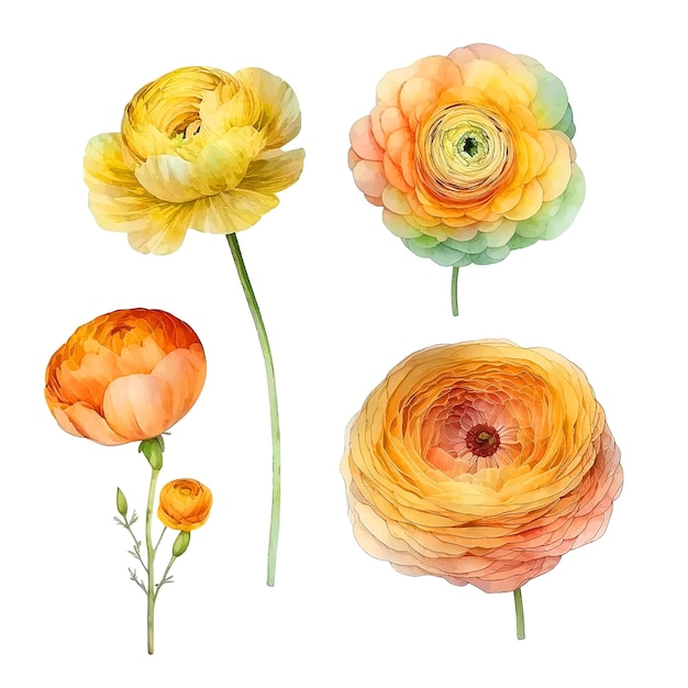ベクトル ラナンキュラスの花の水彩絵の具集