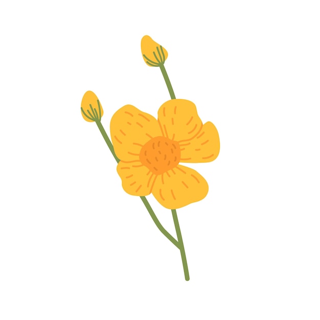 Ranunculus flower Wild buttercups with blossomed blooms and unblown buds Spearworts floral plant Beautiful wildflowers Botanical flat vector illustration isolated on white background