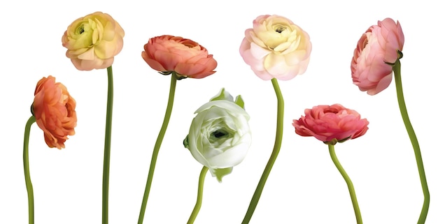 Vettore ranunculus realistico 3d grande insieme vettoriale. mazzo. elemento floristico. fiori di ranuncolo rosa