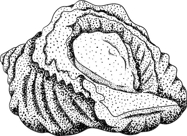 ラパナ。手描きの水中生物。ベクトル海の生物、シーフード。