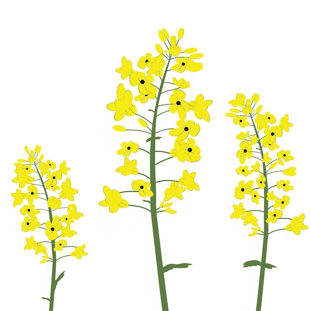 Vector rape canola flower isolated vector