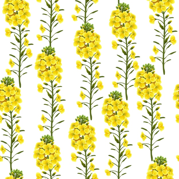 Vector rape yellow flowers seamless pattern