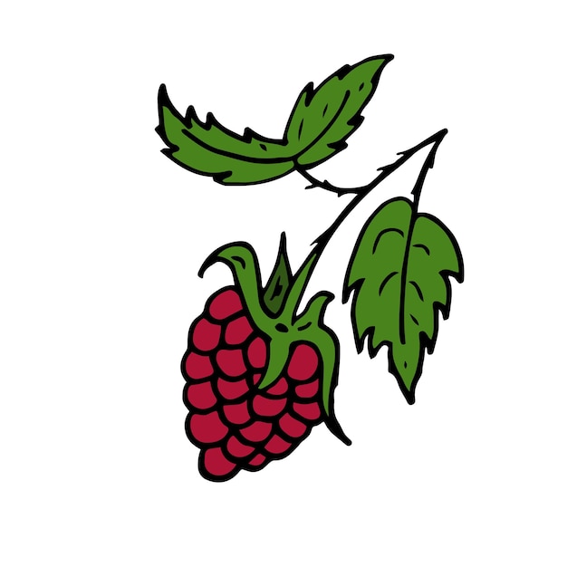 Raspberries Isolated doodle vector illustration Concept of summer fruits berries and healthy food