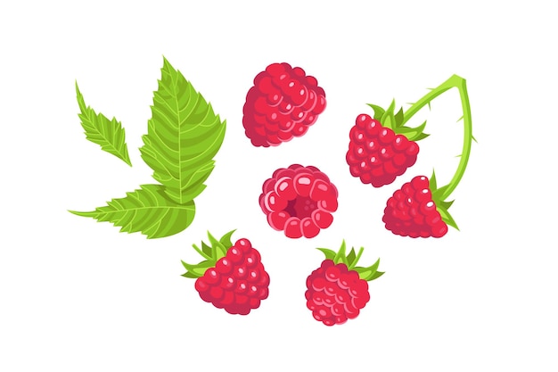 Raspberries set with berry and leafs on white background
