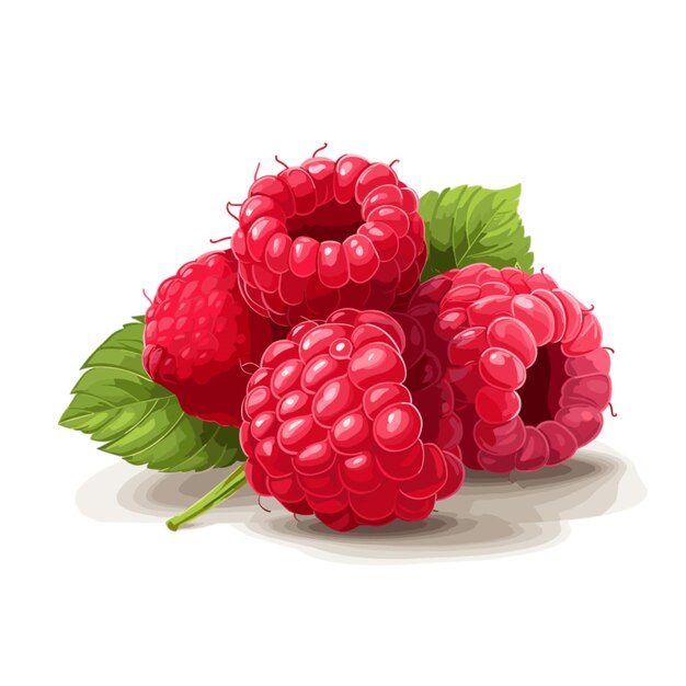 Vector raspberries vector on white background