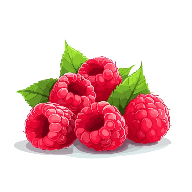 Vector raspberries vector on white background