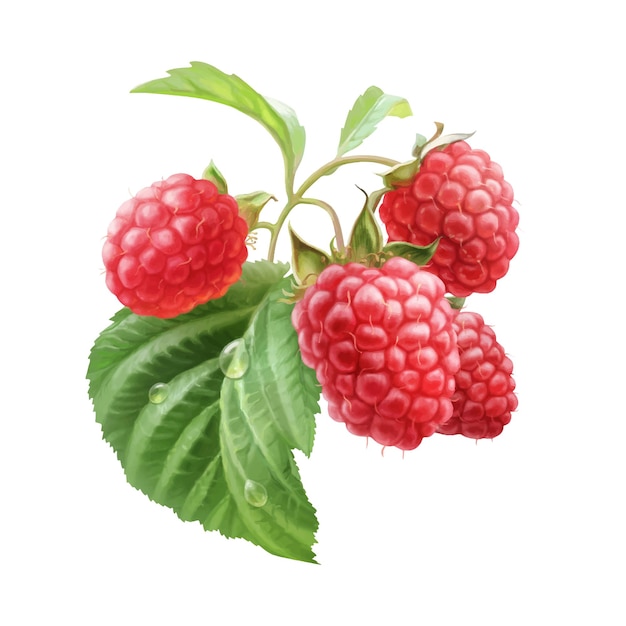 Raspberries with leaves and drops