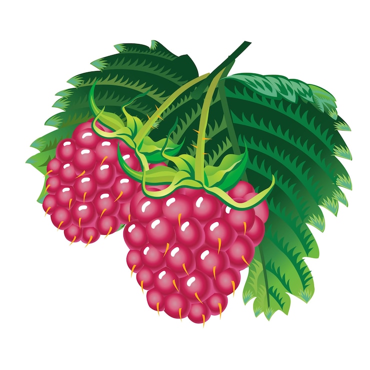 Vector raspberries with leaves isolated on white