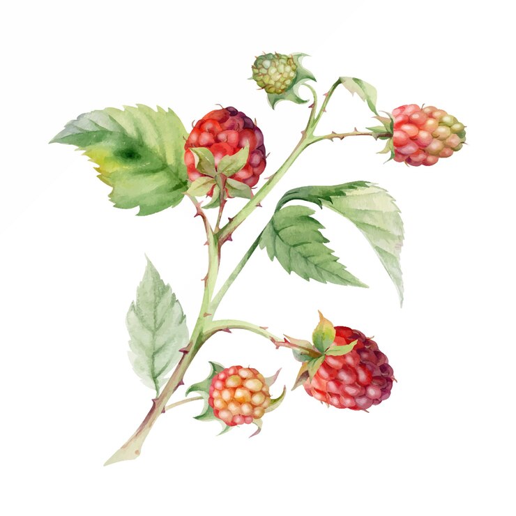 Vector raspberry berries leaves hanging on thorny branch ripe garden dewberry mulberry loganberry