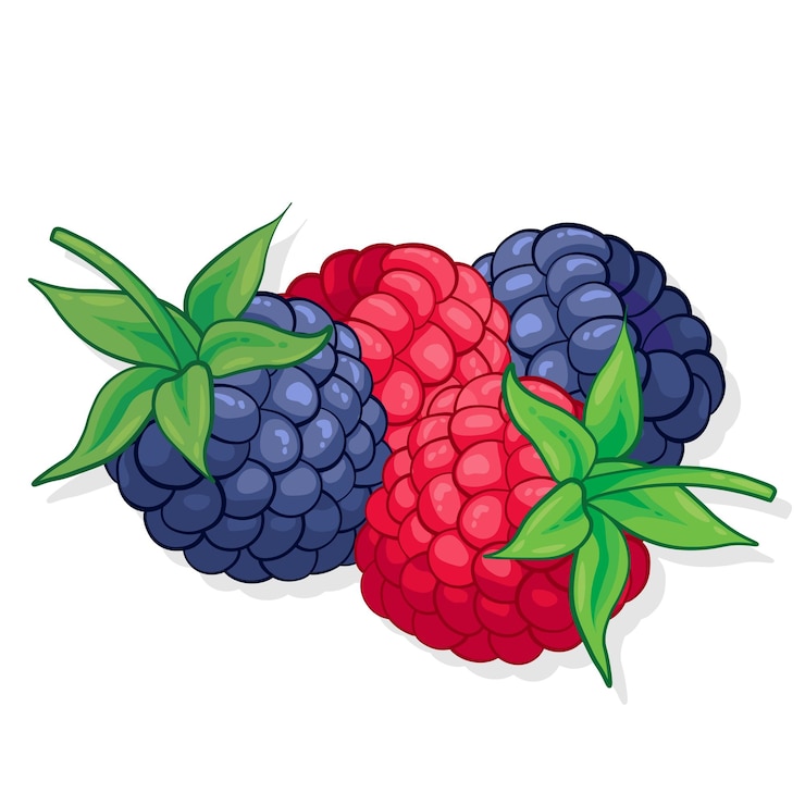 Vector raspberry and blackberry sweet fruit illustration for web isolated on white background