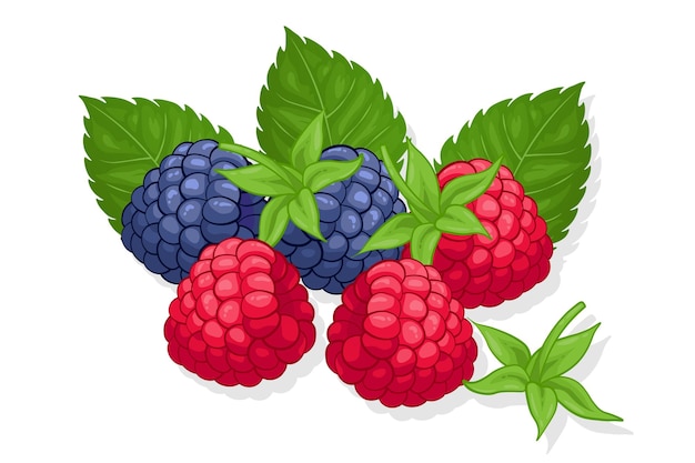 Vettore illustrazione di frutta dolce lampone e mora per il web isolato su sfondo bianco
