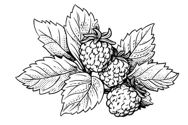 Raspberry branch hand drawing ink sketch engraving style vector illustration