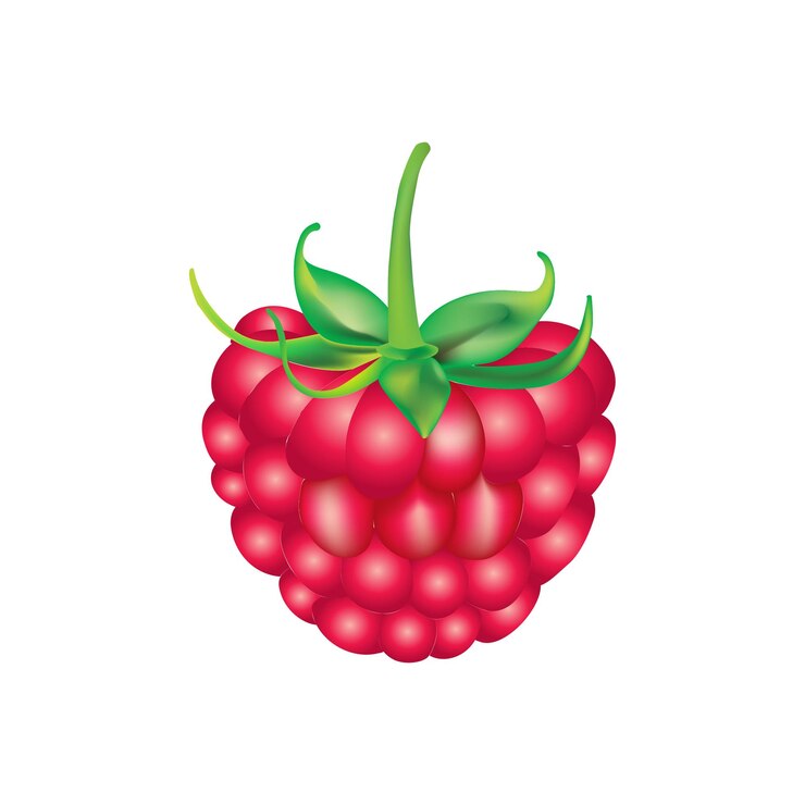 Vector raspberry clip art vector on a white background vector illustration