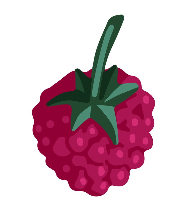 Vector raspberry clipart summer berries harvest doodle isolated on white colored vector illustration in cartoon style