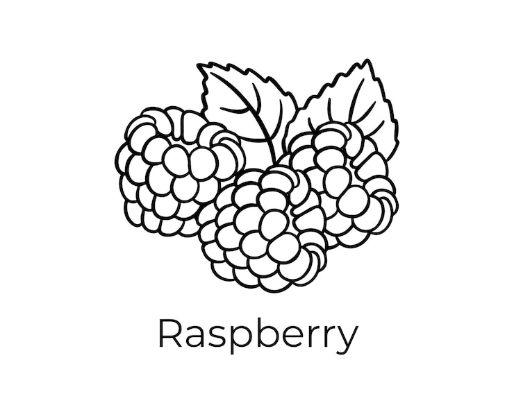 Vector raspberry doodle hand drawn icon outline drawing plant organic natural cosmetic ingredient raspberry