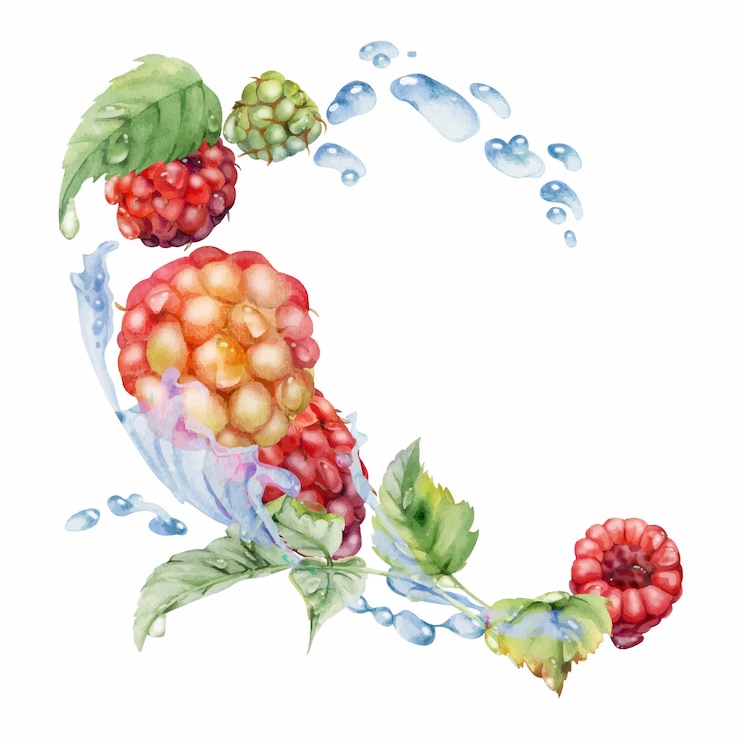 Vector raspberry flying in water splash leaves flowers wet moist dew drops fresh ripe garden berries