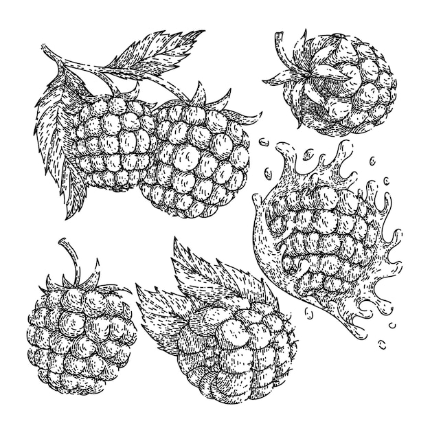 Raspberry fruit set sketch hand drawn vector