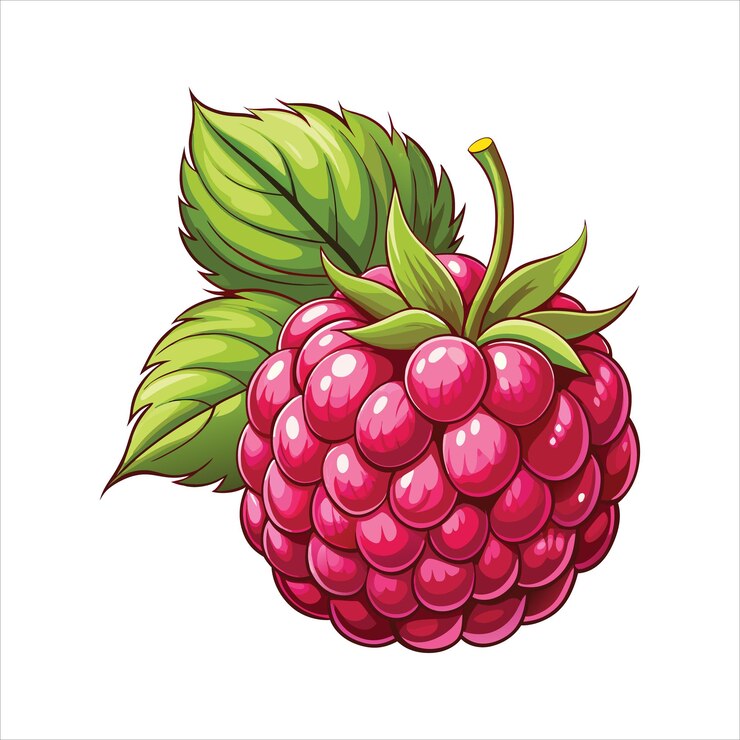 Vector raspberry fruits vector art illustration