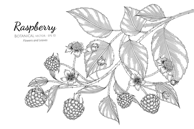 Raspberry hand drawn botanical illustration with line art on white backgrounds.  
