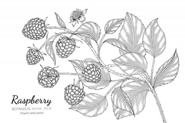 Raspberry hand drawn botanical illustration with line art