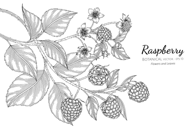 Raspberry in hand drawn botanical illustration