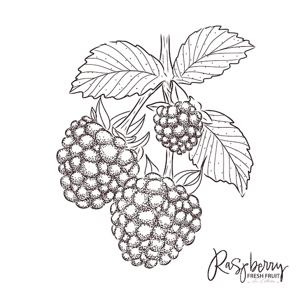 Raspberry illustration Fresh fruit drawing Hand drawn vintage vector