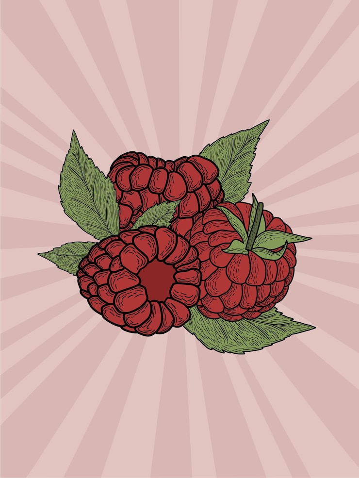 Vector raspberry illustration on pink background