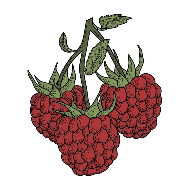 Raspberry illustration on white background vector art