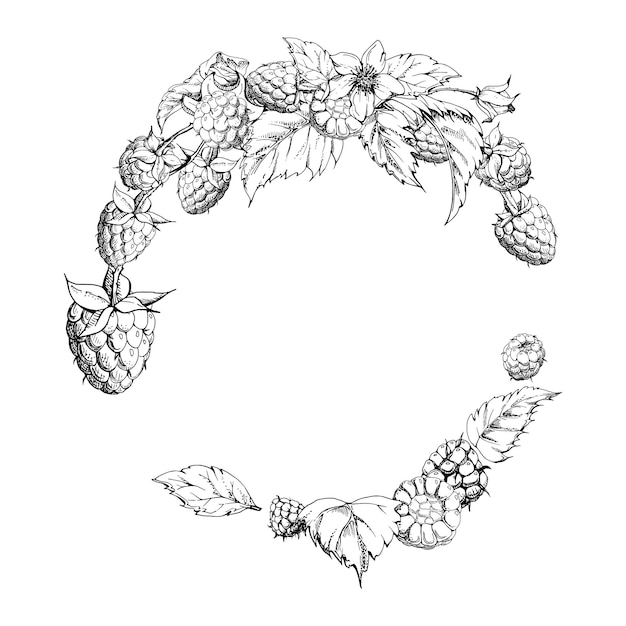 Raspberry krans rijpe tuin bessen bladeren op stengels met de hand getekend in vector inkt dewberry cloudberry