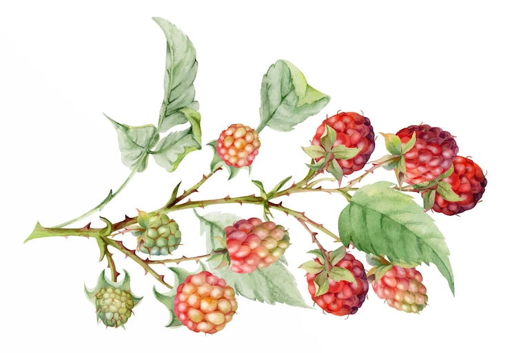 Vector raspberry leaves berries hanging on thorny branch watercolor hand drawn ripe garden dewberry