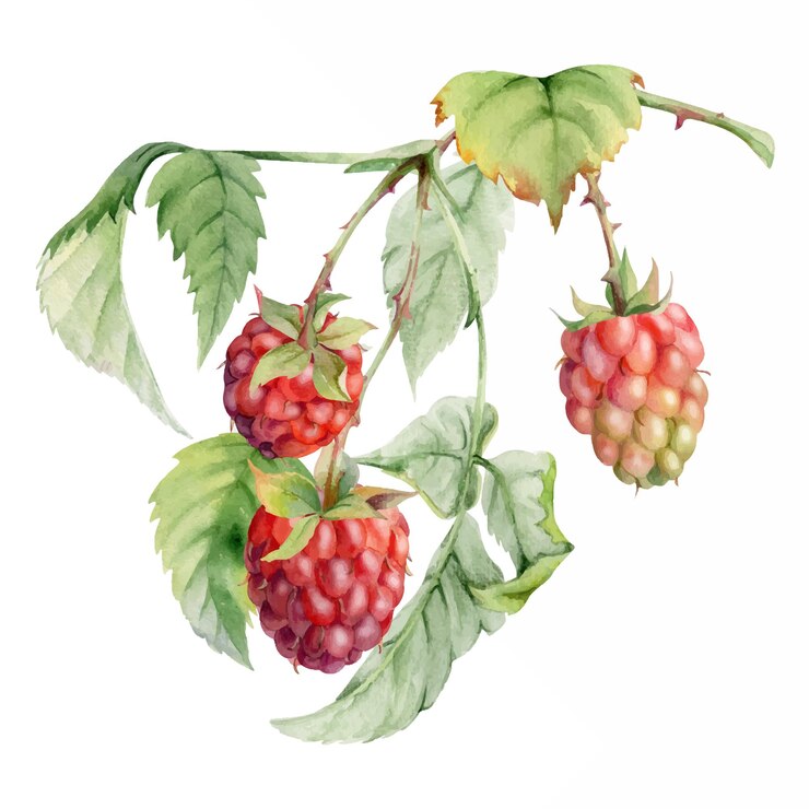 Vector raspberry leaves berries hanging on thorny spiked branch watercolor hand drawn ripe dewberry