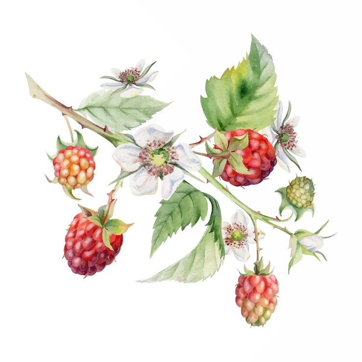 Vector raspberry leaves flowers berries hanging on thorny spiked branch watercolor hand drawn ripe dewberry