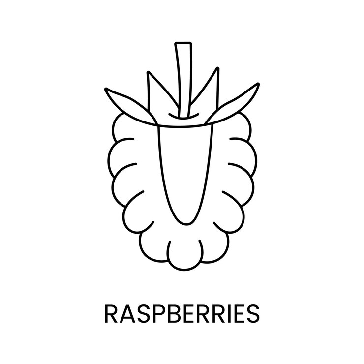 Vector raspberry line icon in vector berry illustration