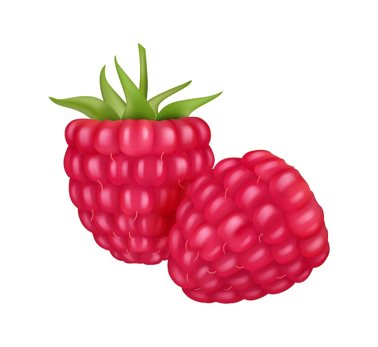 Vector raspberry realistic berry sweet fruit food