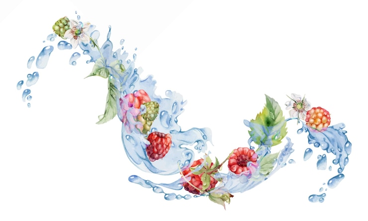 Vector 라즈베리 익은 정원 베리 물에 날아 잎 스프레이 꽃 신선한 dewberry cloudberry