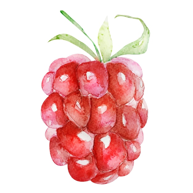 Raspberry ripe juicy berry vector imitation watercolor