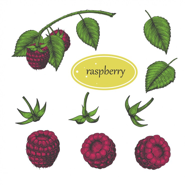 Vector raspberry set berry and leaves.