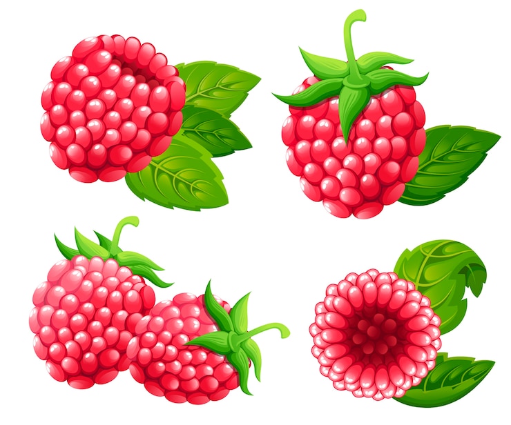 Vector raspberry set.  illustration of raspberry with green leaves.  illustration for decorative poster, emblem natural product, farmers market