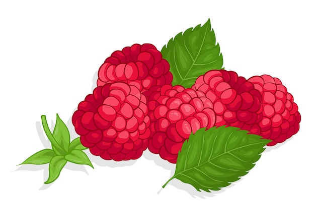 Vector raspberry sweet fruit illustration for web isolated on white background creative design