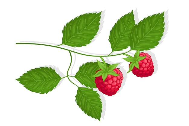 Vector raspberry sweet fruit illustration for web isolated on white background creative design