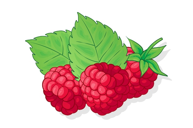 Raspberry sweet fruit illustration for web isolated on white background creative design