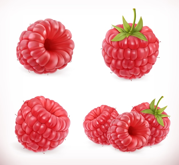 Vector raspberry. sweet fruit. realistic illustration