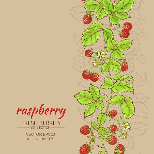 Raspberry vector background