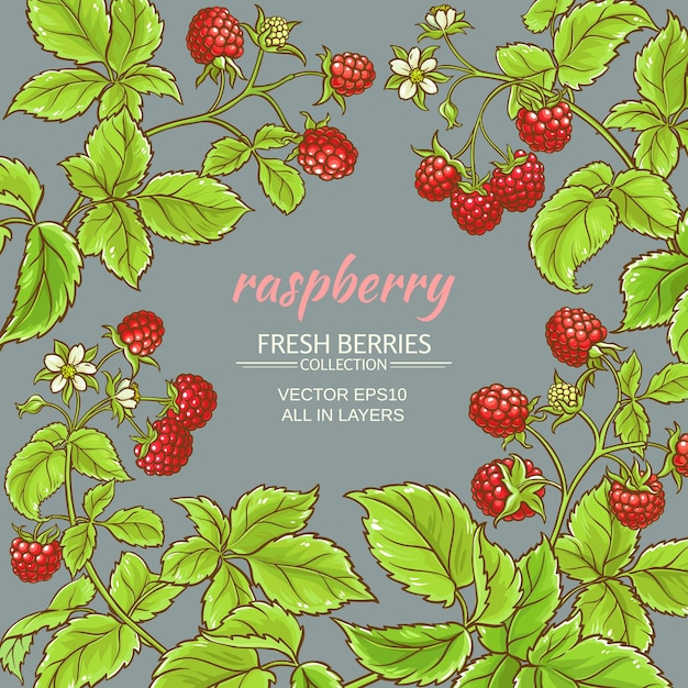 Raspberry vector frame